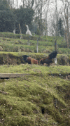 1786208235147.gif