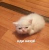 4581.jpg